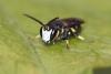 Hylaeus sp.